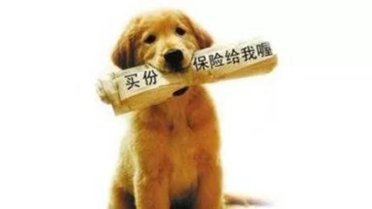 寵物保險怎么挑選？有寵物的你確定不了解一下？