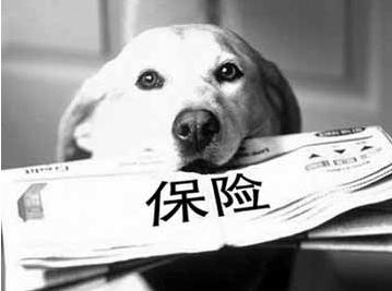 寵物保險怎么挑選？有寵物的你確定不了解一下？